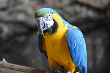 blue and yellow macaw ara © Fabien
