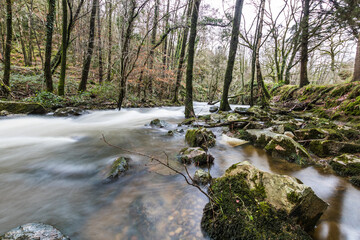 Rivière au cœur de La Fosse Arthour (Normandie, France)