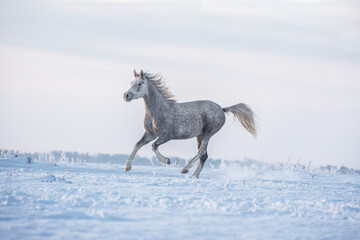 Arabian horse galloping over winter meadow