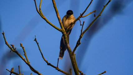 Happy Birds in the branches