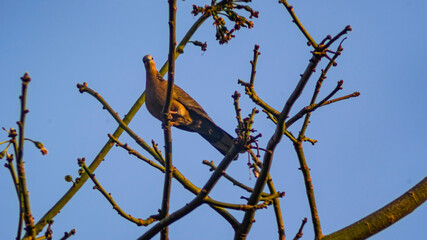 Happy Birds in the branches