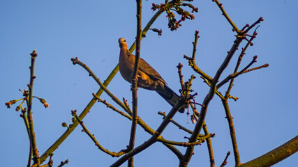 Happy Birds in the branches
