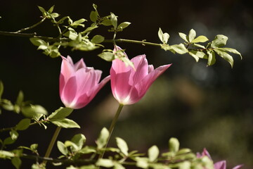 Pink tulips in the garden
