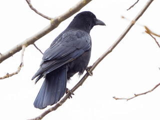 Black raven perching on branch closeup on white background