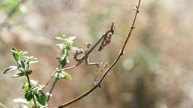 Praying Mantis (Empusa Pennata) on a branch