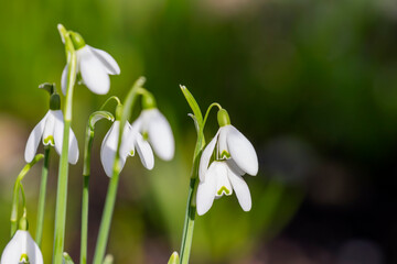 White snowdrop flowers against green bokeh background. Spring blooms (Galanthus) in garden with blurred background copy space