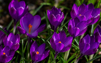 Purple violet crocus flowers blooming in Spring garden. Vibrant colorful blooms with yellow orange stamens.