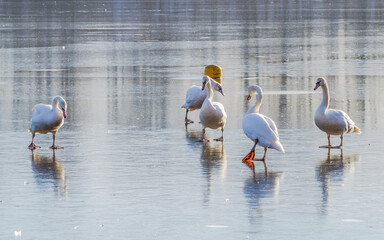 Group of swans standing on ice of frozen lake, reflections on ice