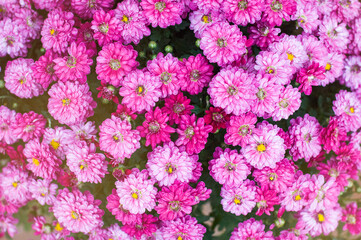 Fototapeta premium Background of pink, crimson chrysanthemums
