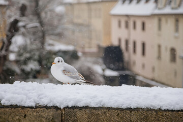 Little gull on the railing of stone medieval Charles Bridge in winter day, Karluv most under snow, Protected by UNESCO, national cultural landmark, Prague, Czech Republic