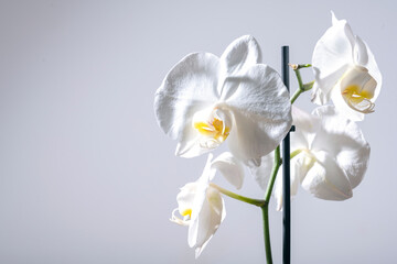 Close up of a tender exotic tropical white phalaenopsis orchid flower shot against light gray background with copy space on the left