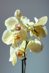 Close up of a tender exotic tropical yellow phalaenopsis orchid flower