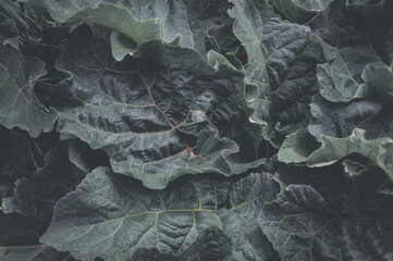 Leaves