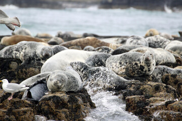 Seals on rocks