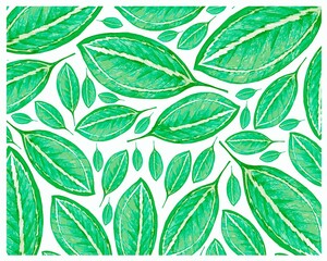 Illustration Background of Beautiful Fresh Green Catatheaium Bicolor or Schumannianthus Leaves Isolated on A White Background.
