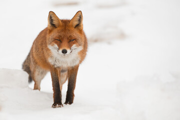 Obraz premium Volpe affamata con sguardo furbo sulla neve che va a caccia