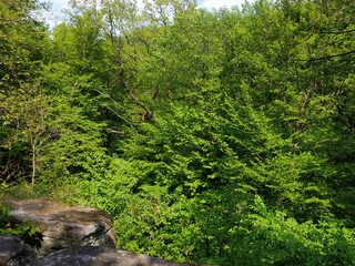 green forest in the morning