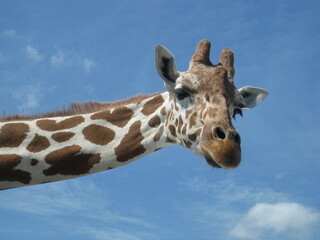 Obraz premium Giraffe 