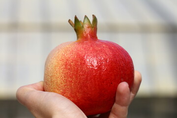 hand holding pomegranate