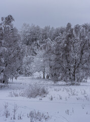 Winter scenery with frozen trees and overcast sky