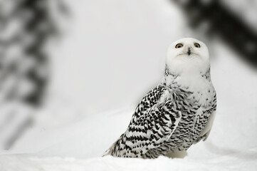 Civetta delle nevi con sguardo curioso