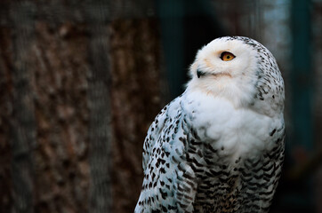 snowy owl portrait