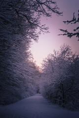 winter sunrise in the forest