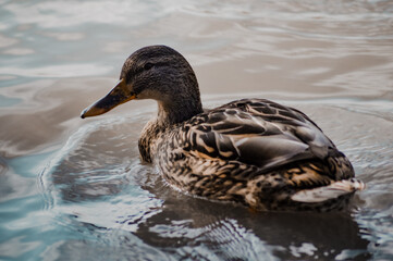 duck on the water