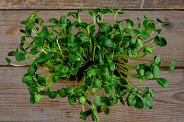 Microgreen sprouts are on a wooden table