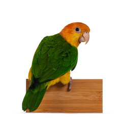 Fototapeta na wymiar Young White bellied caique bird, sitting side ways on edge of wooden tray. Looking curious over shoulder towards camera. Isolated on white background.
