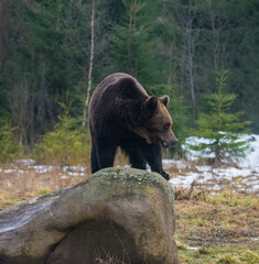 Obraz na płótnie Canvas Brown bear in the woods