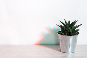 Cactus in a pod in Scandinavian style interior. White wall, close up. double light, colors shadows, neon light, Home plants. Concept of minimalism