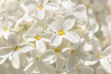 Obraz premium White lilac, flowers close-up. Natural background, texture