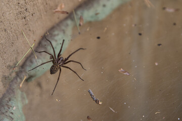 grosse Spinne mit Spinnennetz