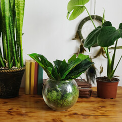 Spring home decor, modern interior in eco friendly style. Wooden table with green potted houseplants. Greenery, growing plants, home gardening concept.