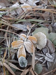Frost on grass and leaves