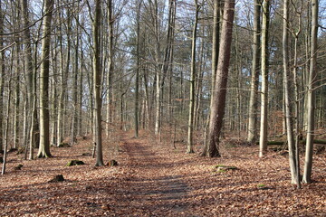 Hiking in winter in northern Germany / Winterwanderung in Norddeutschland