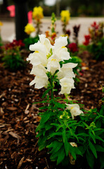 Beautiful garden flower in winter of Florida