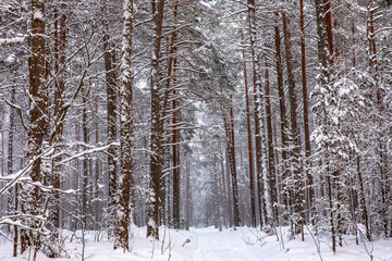 forest in winter