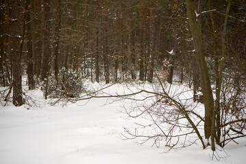 leśna zimowa ścieżka