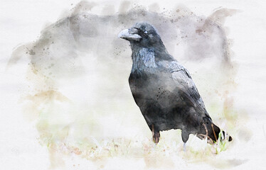 Raven ( Corvus corax ) waterpaint image