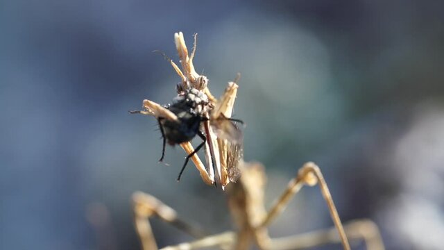 Praying Mantis (Empusa Pennata) eating a fly, front
