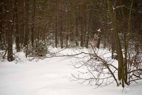 leśna zimowa ścieżka