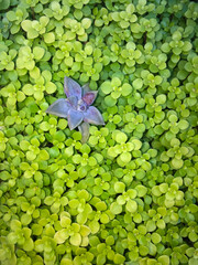 Planta suculenta sobre fondo verde de hojas pequeñas