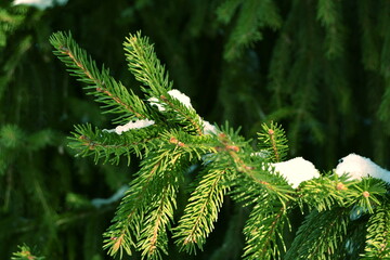 Spruce branch. Beautiful branch of spruce with needles. Christmas tree. Green spruce. Spruce close...