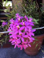 Maceta con planta orquídea en color morado y flor pequeña