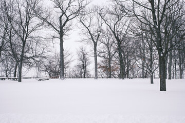 snow covered trees
snowstorm in a cold winter in chicago, illinois usa 