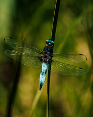 blue small dragonfly on a green leaf