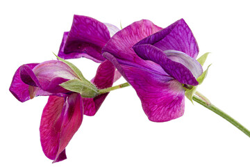 Naklejka premium Purple flower of sweet pea, isolated on white background
