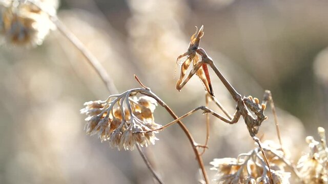 Praying Mantis (Empusa Pennata) cleans itself